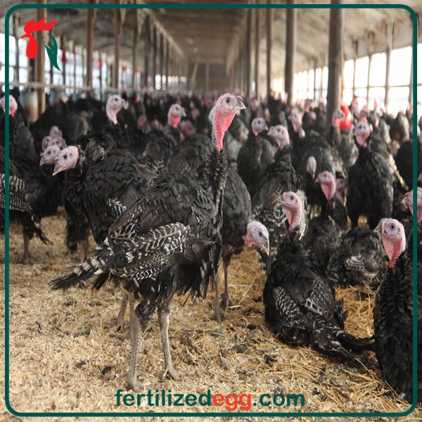 خرید تخم بوقلمون نطفه دار 