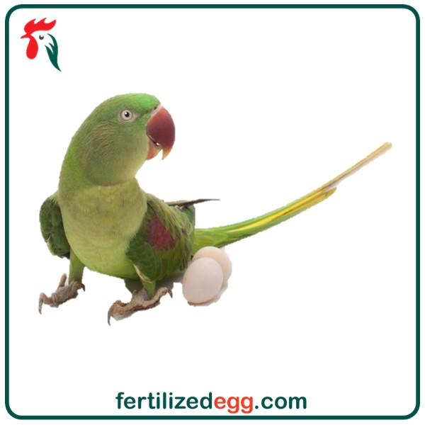 خرید تخم طوطی ملنگو نطفه دار 