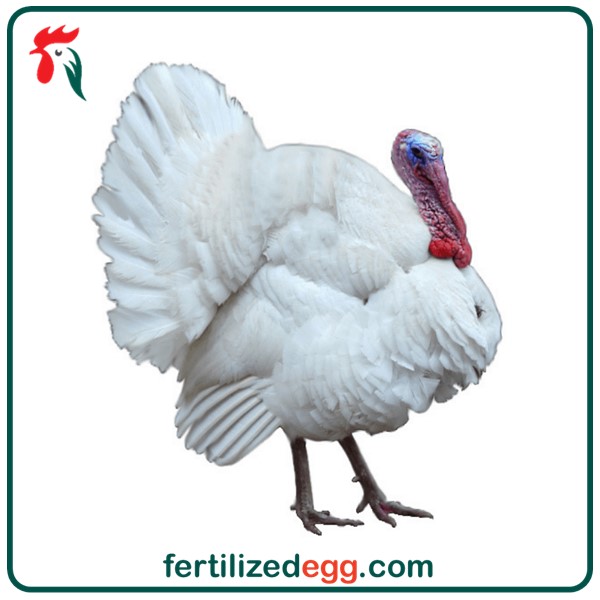 خرید تخم نطفه دار بوقلمون بیوتی سفید 