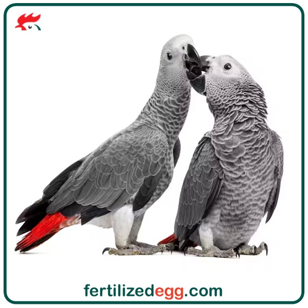 تخم نطفه دار طوطی کاسکو دم قرمز 