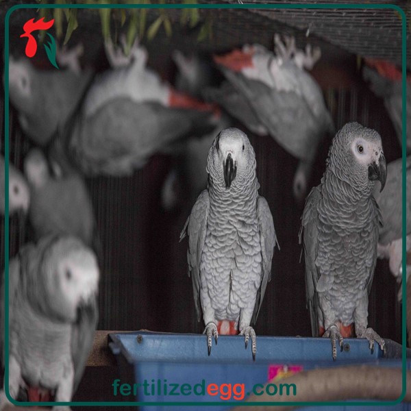 تخم طوطی کاسکو 