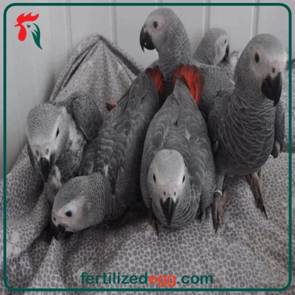 خرید تخم نطفه دار طوطی کاسکو 