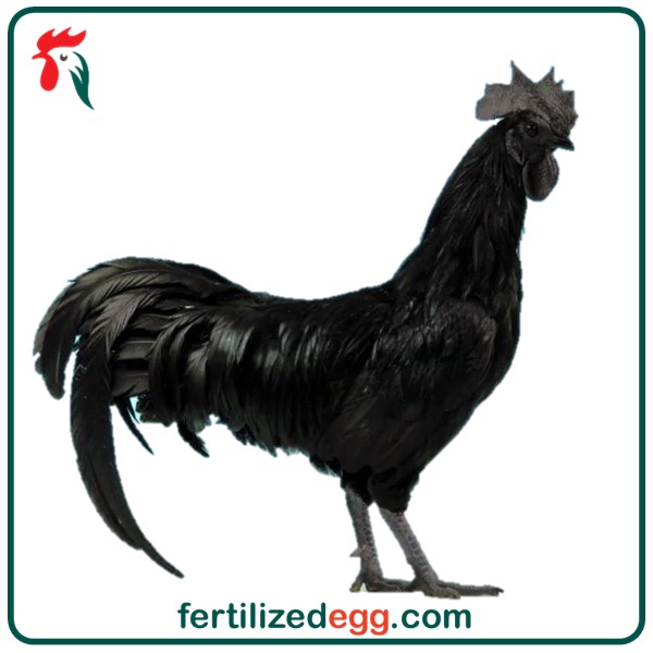 تخم نطفه دار مرغ ایام سیمانی 