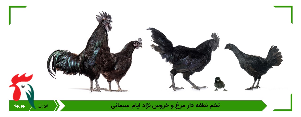 خرید تخم ایام سمانی سیاه