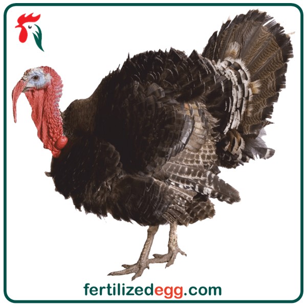 خرید تخم نطفه دار بوقلمون آمریکایی 