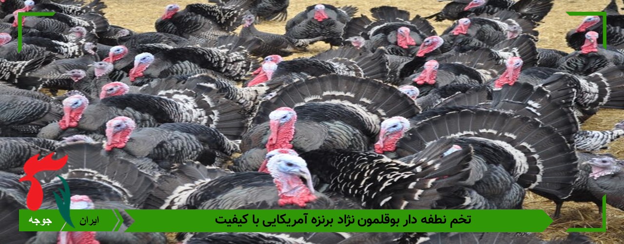 فروش تخم بوقلمون 