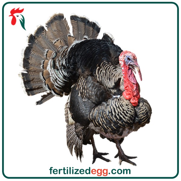 فروش تخم بوقلمون 