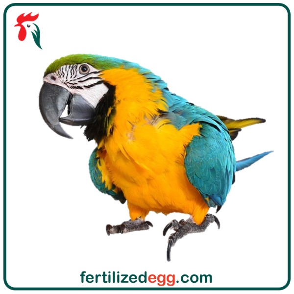 تخم نطفه دار طوطی ماکائو آبی طلایی 