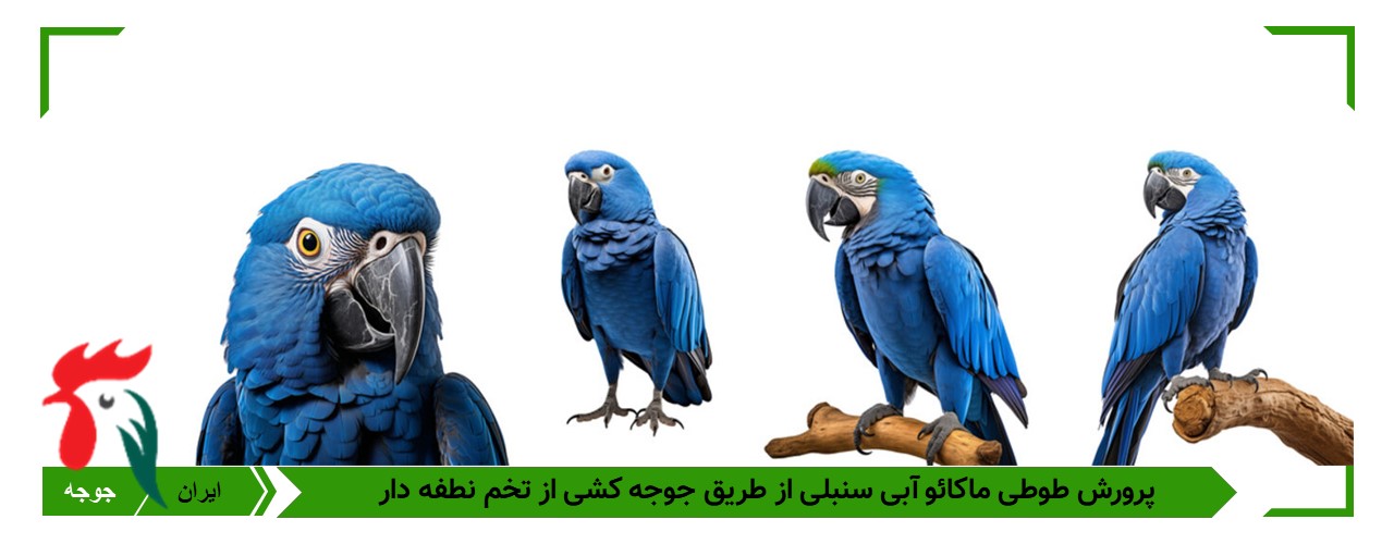 تخم نطفه دار طوطی ماکائو آبی سنبلی