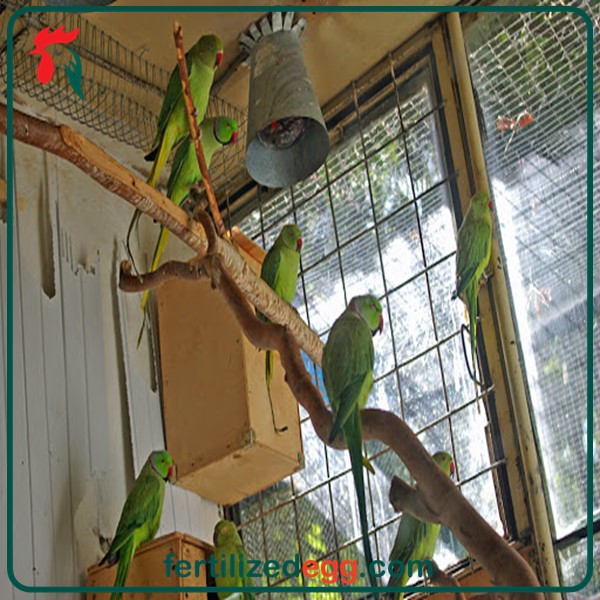 تخم شاه طوطی نطفه دار 