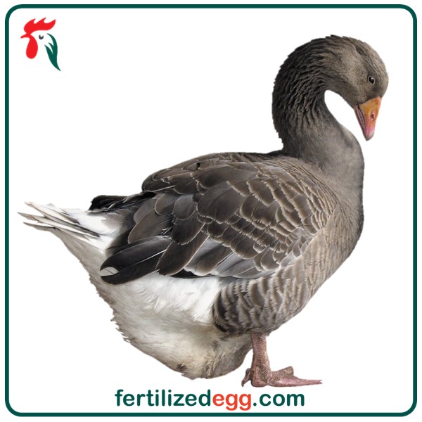 تخم غاز محلی نطفه دار 