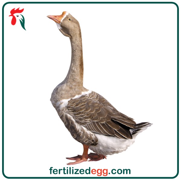 تخم نطفه دار قوغاز اکراینی تضمینی 