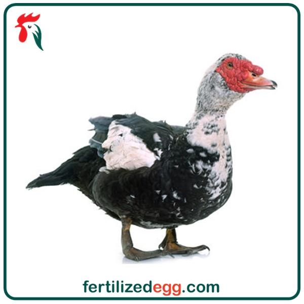 تخم نطفه دار اردک مسکویی روسی 