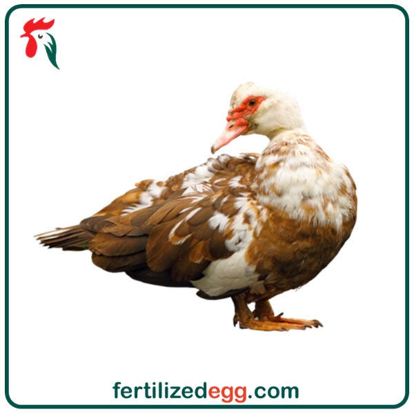 فروش تخم اردک