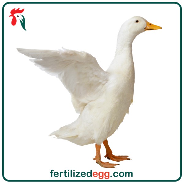 فروش تخم  نطفه دار اردک محلی 