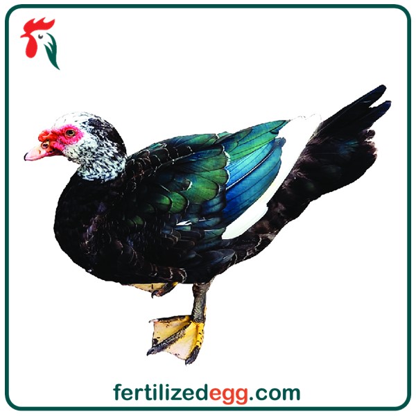  تخم نطفه دار اردک خارجی روسی 