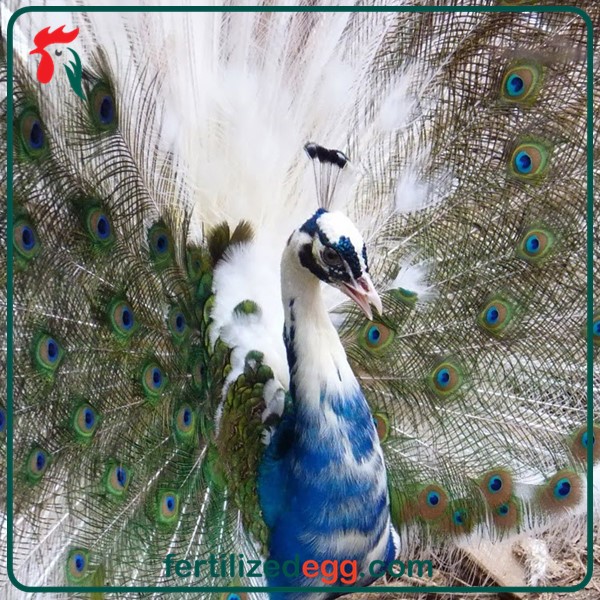 خرید تخم طاووس ابلق