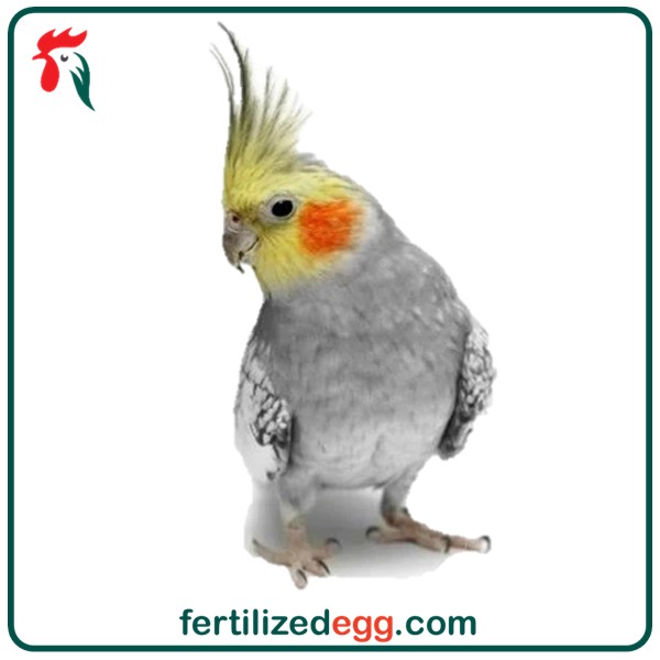 تخم نطفه دار عروس هلندی لوتینو آلبینو