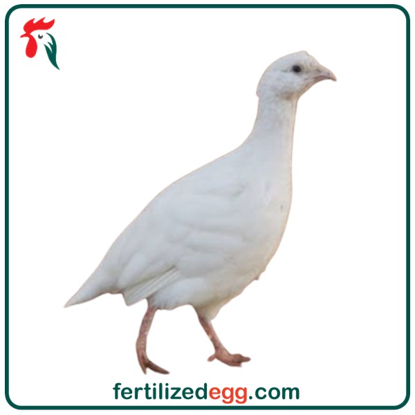 تخم نطفه دار کبک نژاد سیفد رنگ