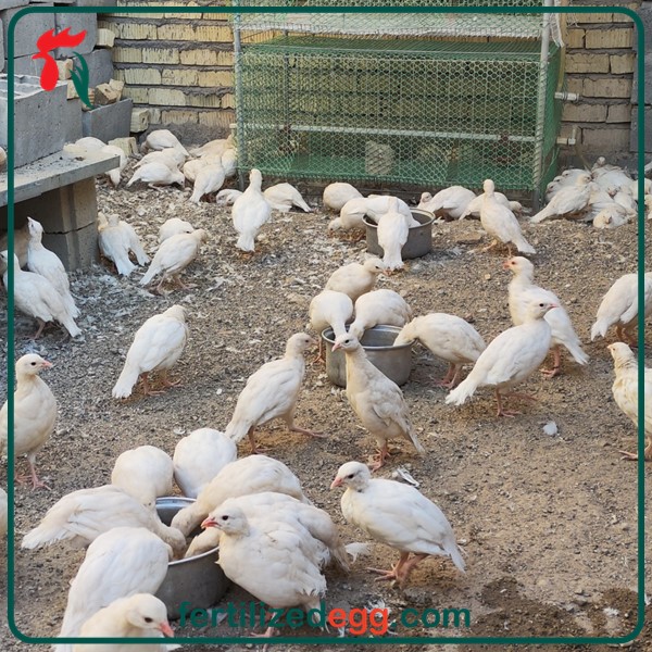 خرید تخم کبک سفید نطفه دار