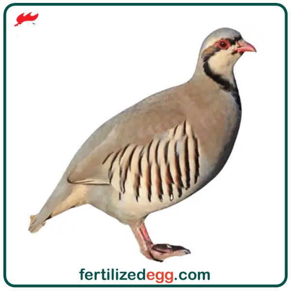 تخم نطفه دار کبک نژاد چوکار محلی کوهی 