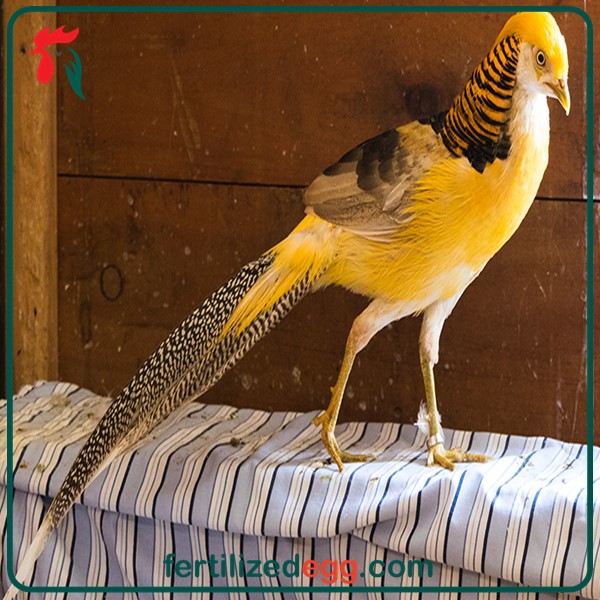 تخم قرقاول لیمویی 