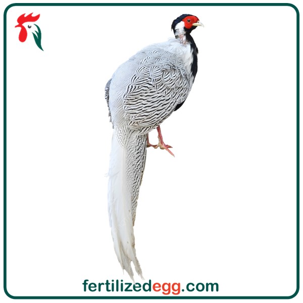 تخم قرقاول سیلور 