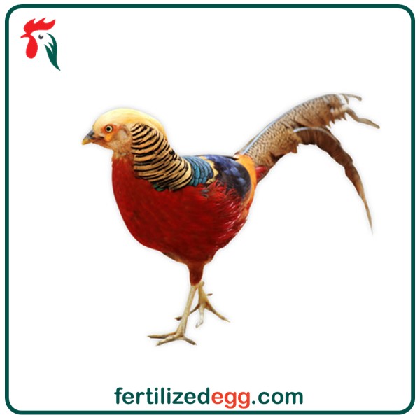 تخم قرقاول بلژیکی