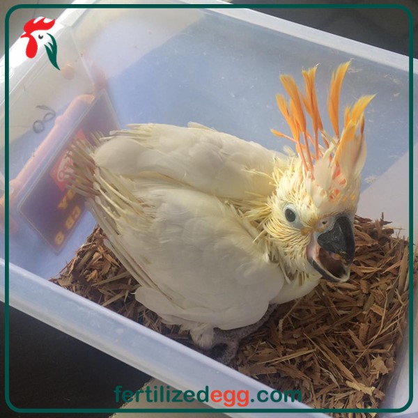 تخم نطفه دار طوطی کاکادو تاج پرتقالی 