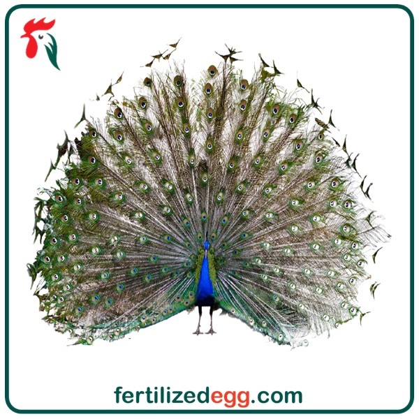 تخم طاووس جاوا
