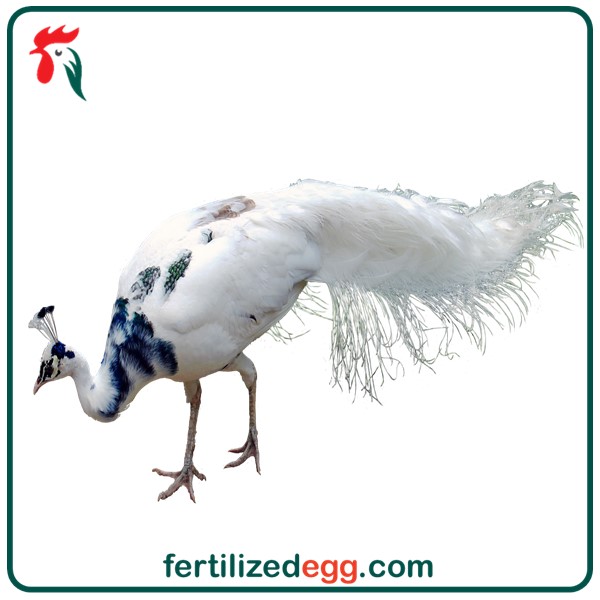 تخم طاووس سفید ابلغ