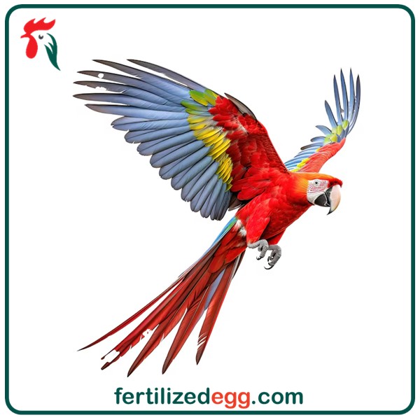 تخم طوطی ماکائو اسکارلت