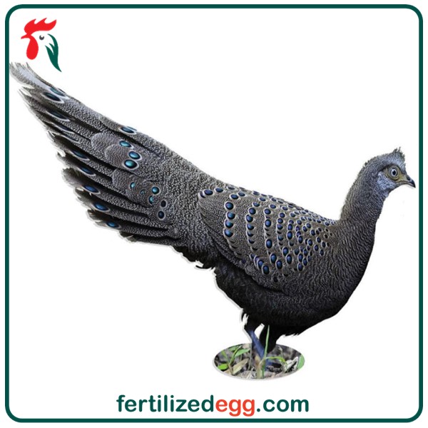 تخم نطفه دار قرقاول طاووسی