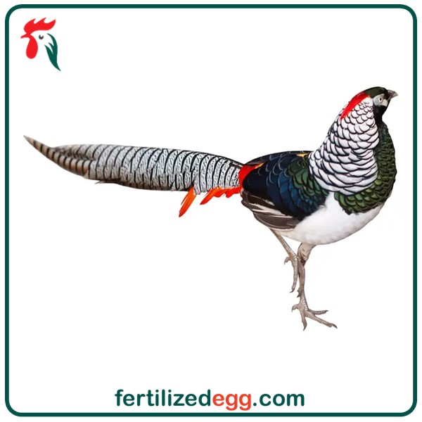 تخم قرقاول پاکستانی 