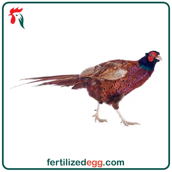 تخم نطفه دار قرقاول نژاد پاکستانی 