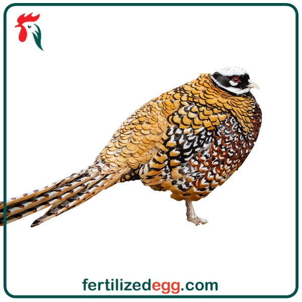 تخم قرقاول ریوز 