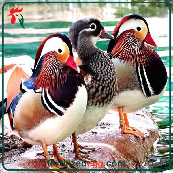 تخم اردک ماندارین نطفه دار 