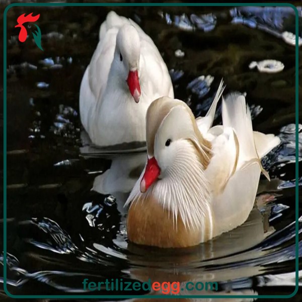 اردک کالارین تخم بارور 