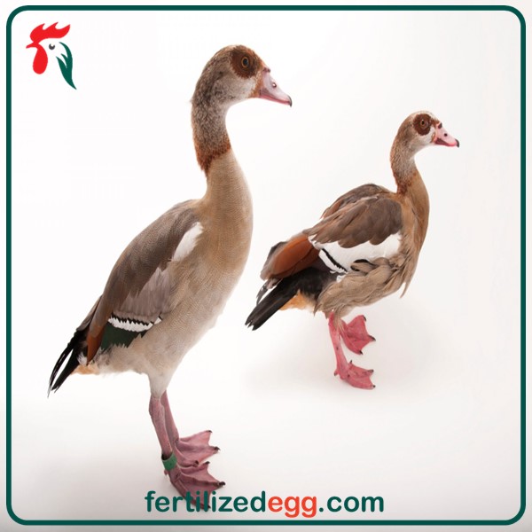 تخم غاز مصری 