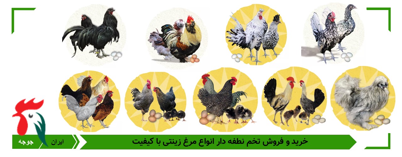 تخم نطفه دار مرغ های زینتی