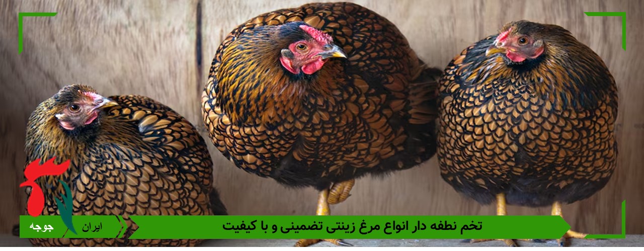 بهترین تخم نطفه دار