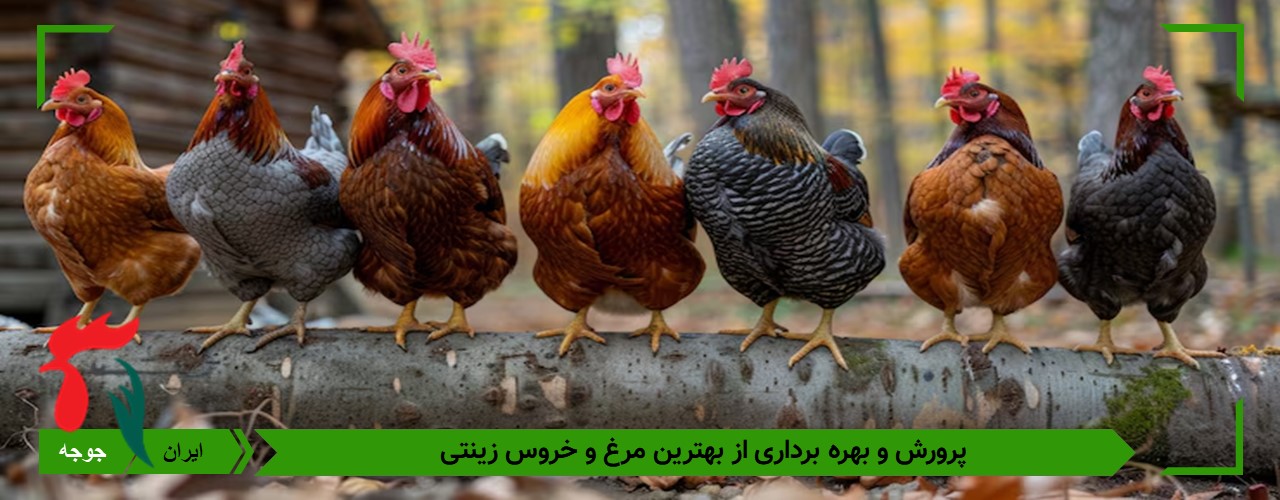 خرید تخم نطفه دار مرغ