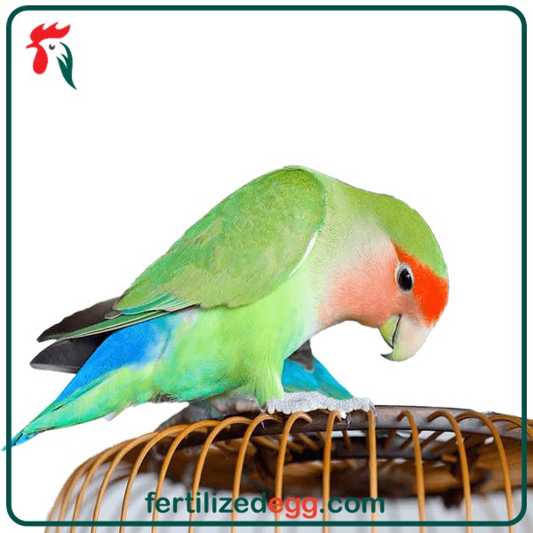 تخم طوطی برزیلی با کیفیت