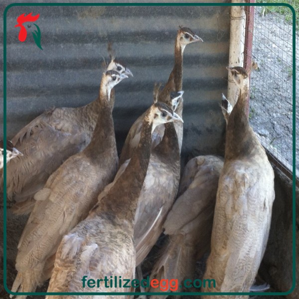 تخم طاووس شکلاتی