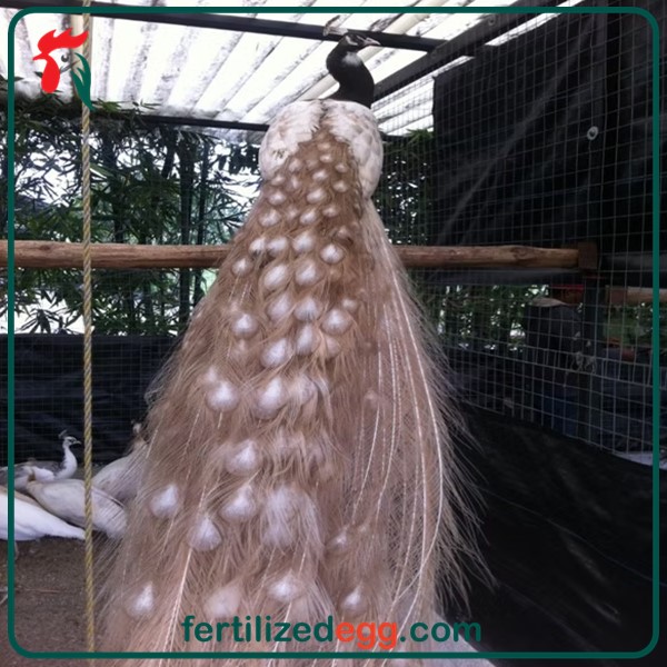 خرید تخم نطفه دار طاووس شکلاتی