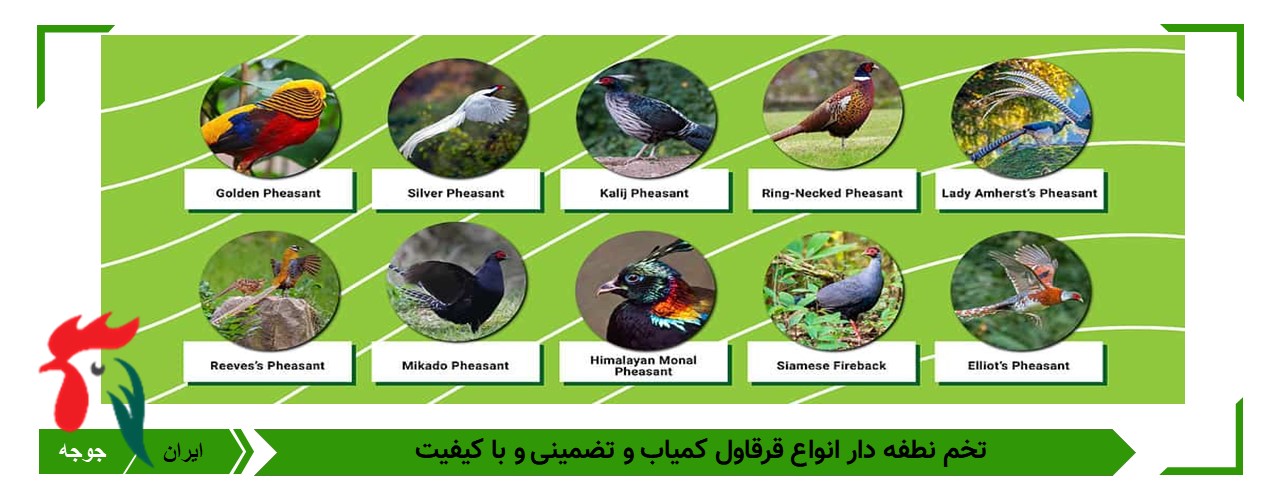 تخم قرقاول زینتی 