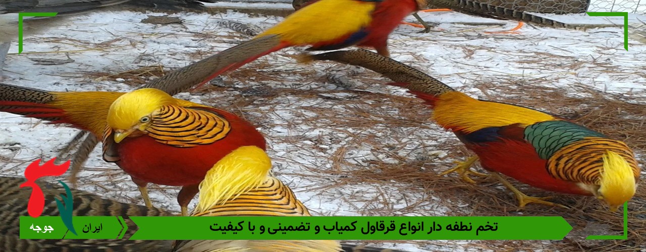 تخم نطفه دار انواع قرقاول 