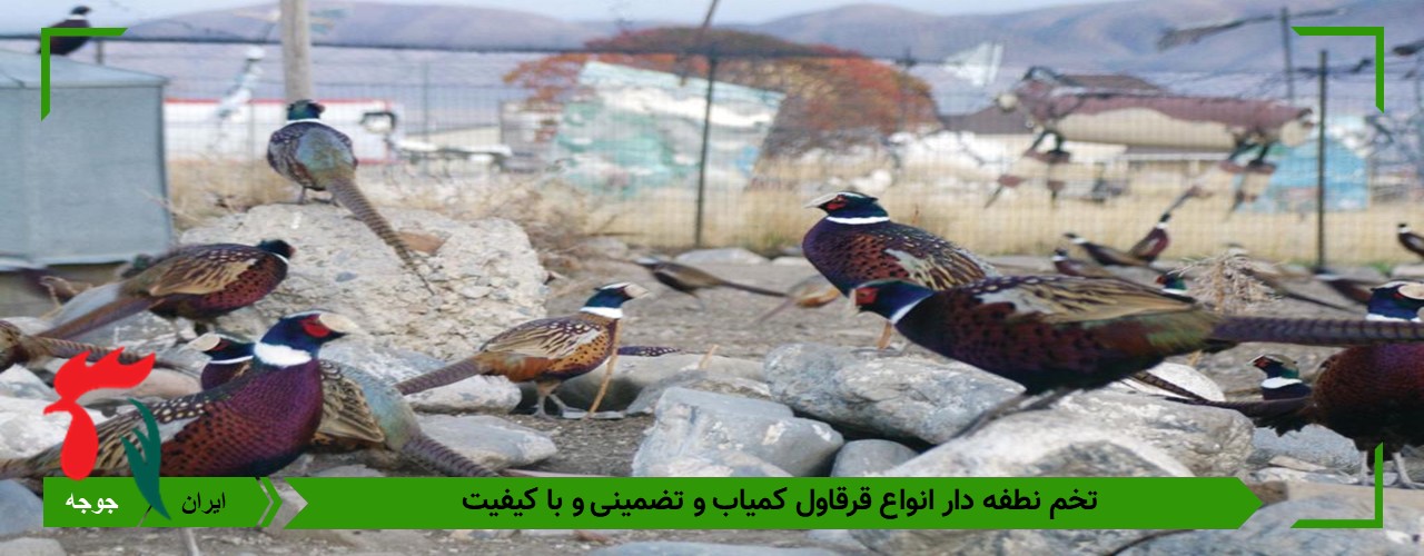 خرید تخم قرقاول 