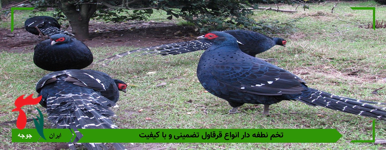 انواع تخم قرقاول 