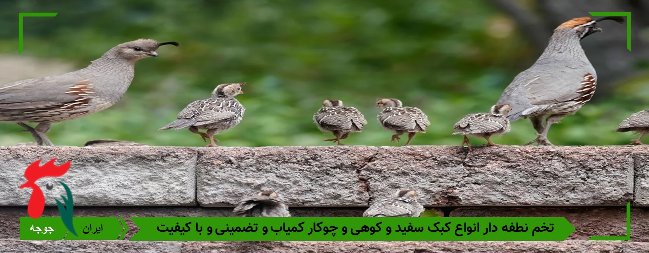 فروش تخم کبک